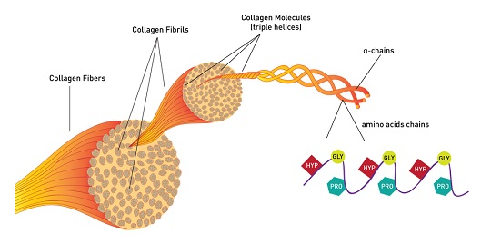 Collagen rất cần thiết để làm chậm quá trình lão hóa ở da