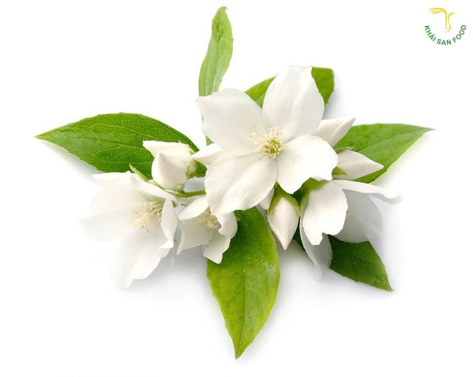 Hương hoa jasmine quyến rũ và quyến luyến