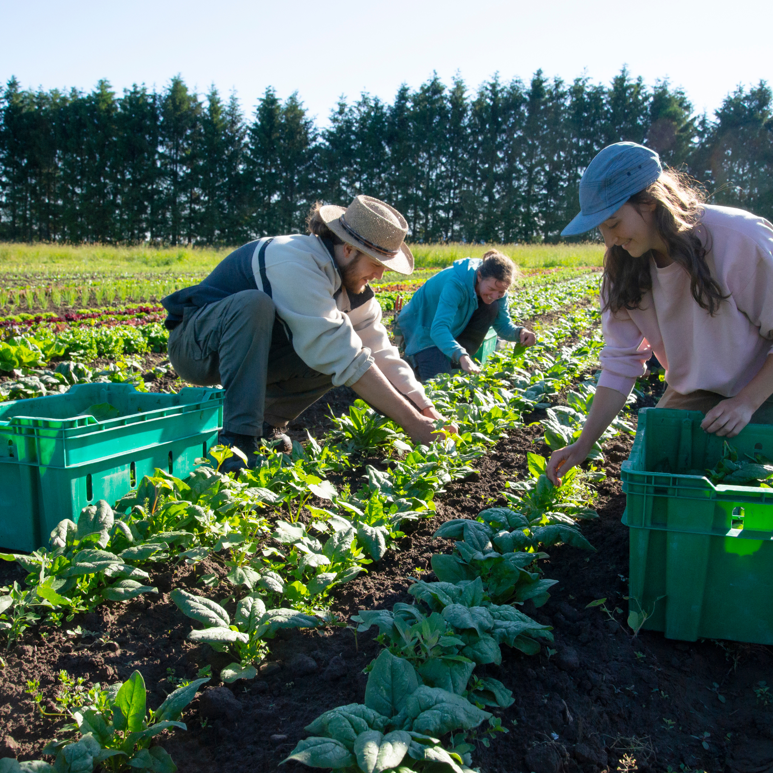 Rau củ quả sạch Organic