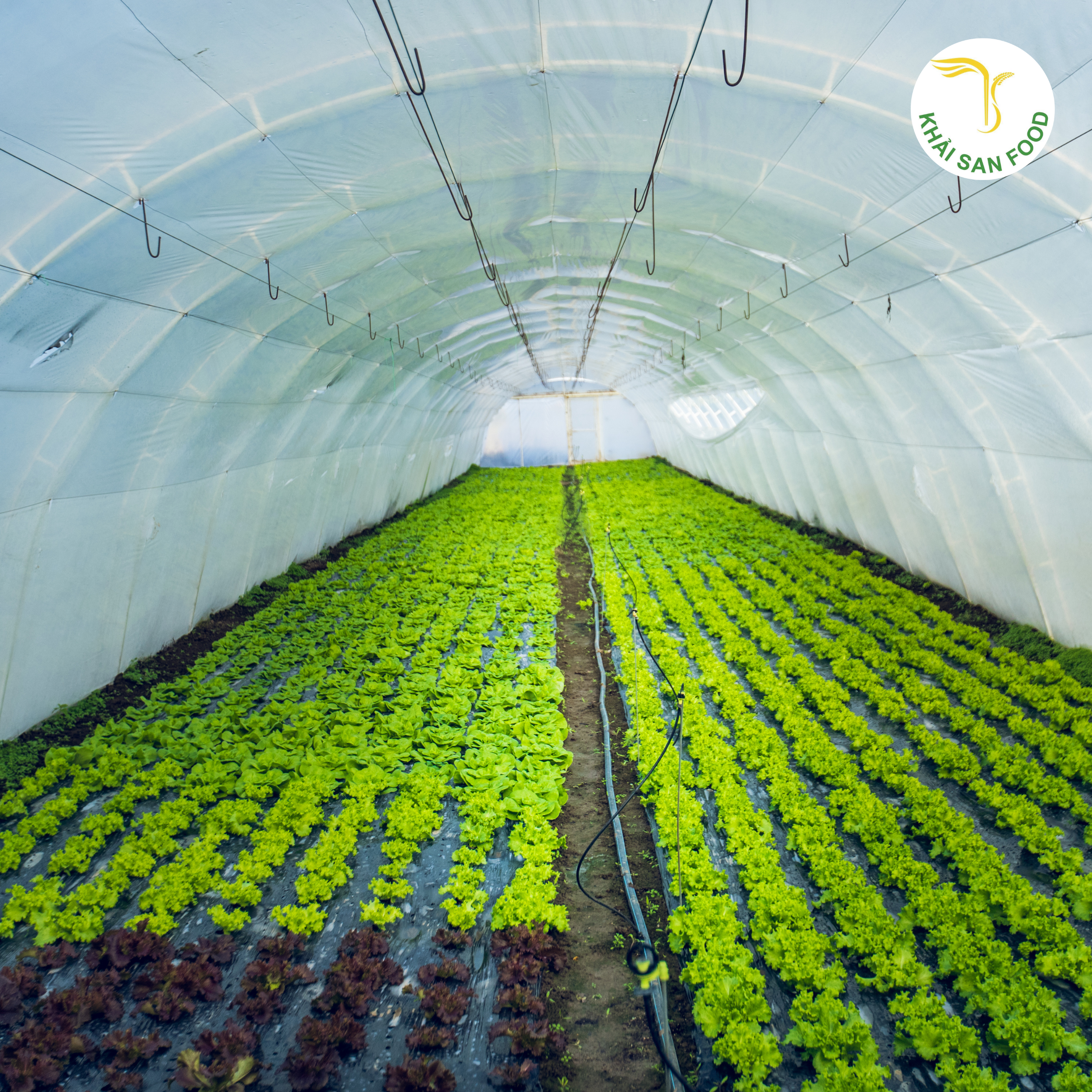 Rau củ quả Organic luôn có tiêu chuẩn trồng trọt nghiêm ngặt