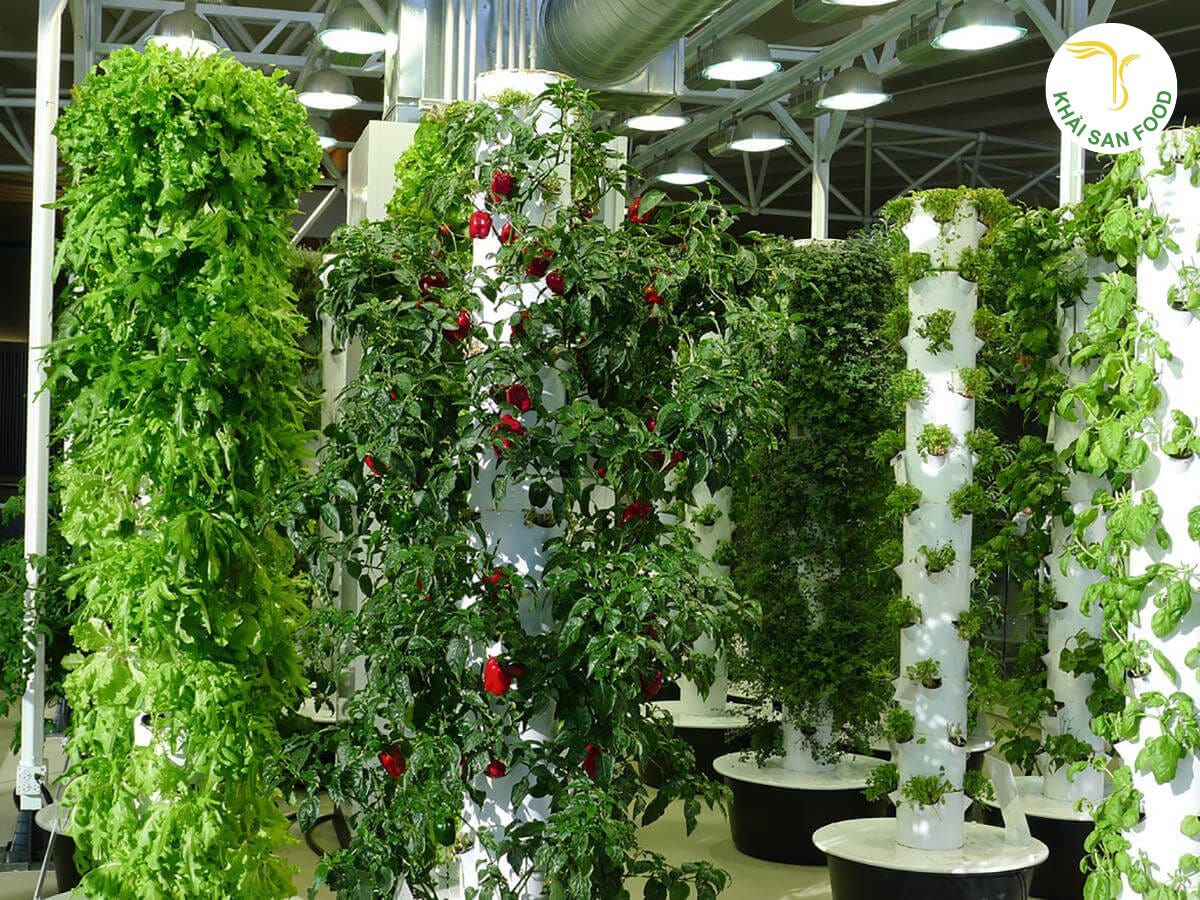 Kỹ thuật trồng rau hữu cơ Kỹ thuật trồng rau hữu cơ