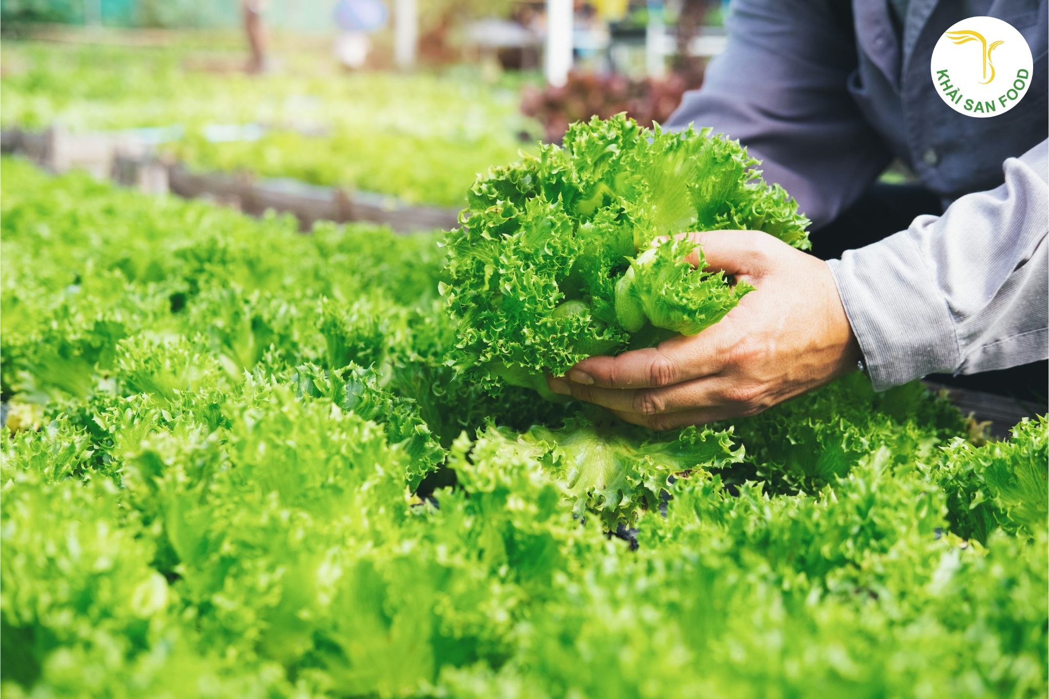 Mô hình trồng rau organic Mô hình trồng rau organic