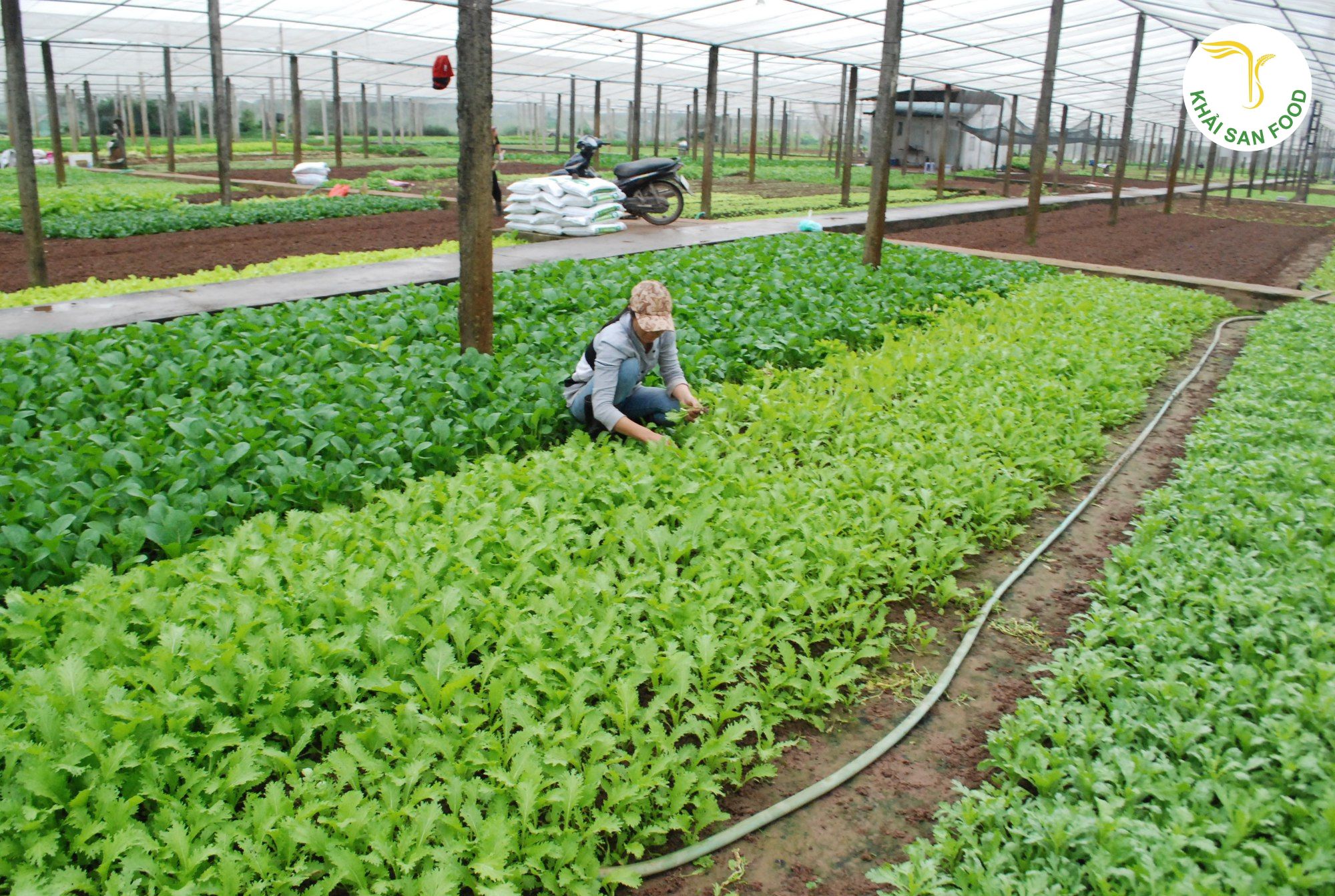 Kỹ thuật tháp trồng rau eco Kỹ thuật tháp trồng rau eco