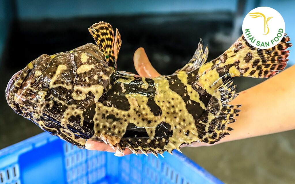 cá mú tươi sống cá mú tươi sống