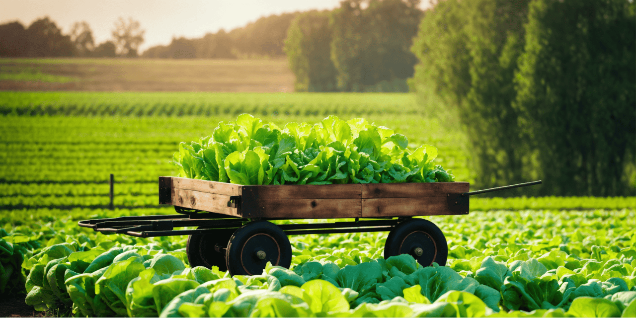 Mô hình nông nghiệp, nông trại rau sạch, óc chó hữu cơ tuần hoàn