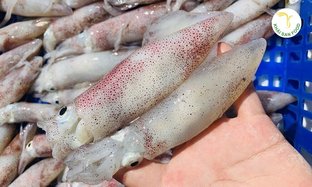 mực ống tươi sống