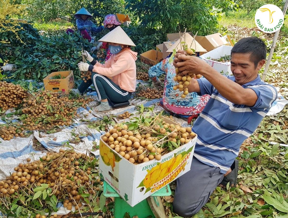 Dinh dưỡng của nhãn