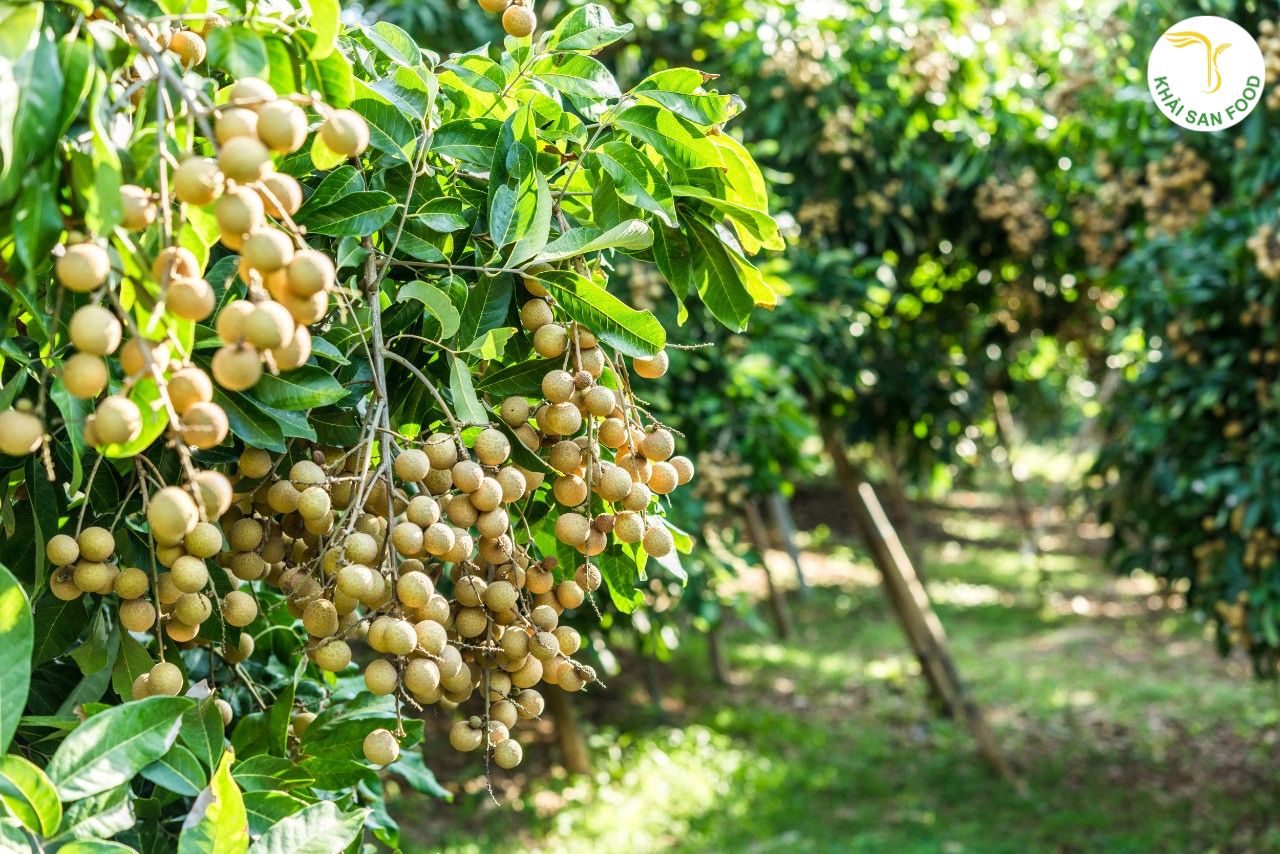 Dinh dưỡng quả nhãn