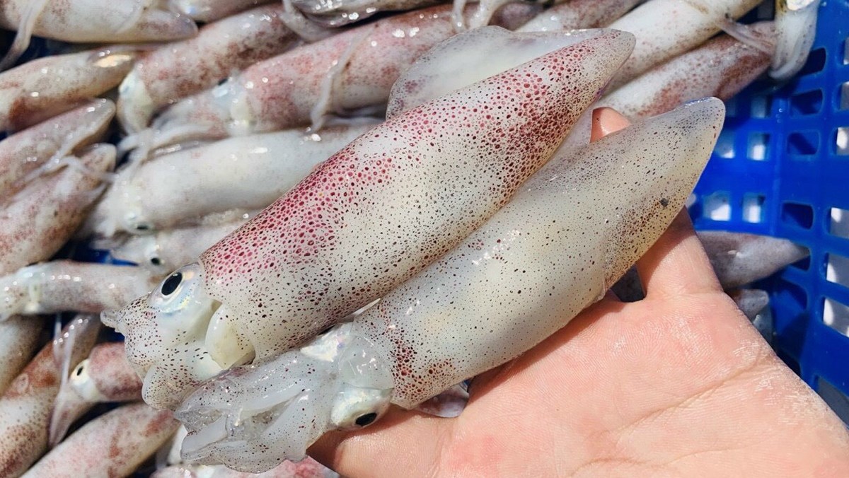 Nên chọn các loại cá mực ở những vựa hải sản uy tín để có giá tốt