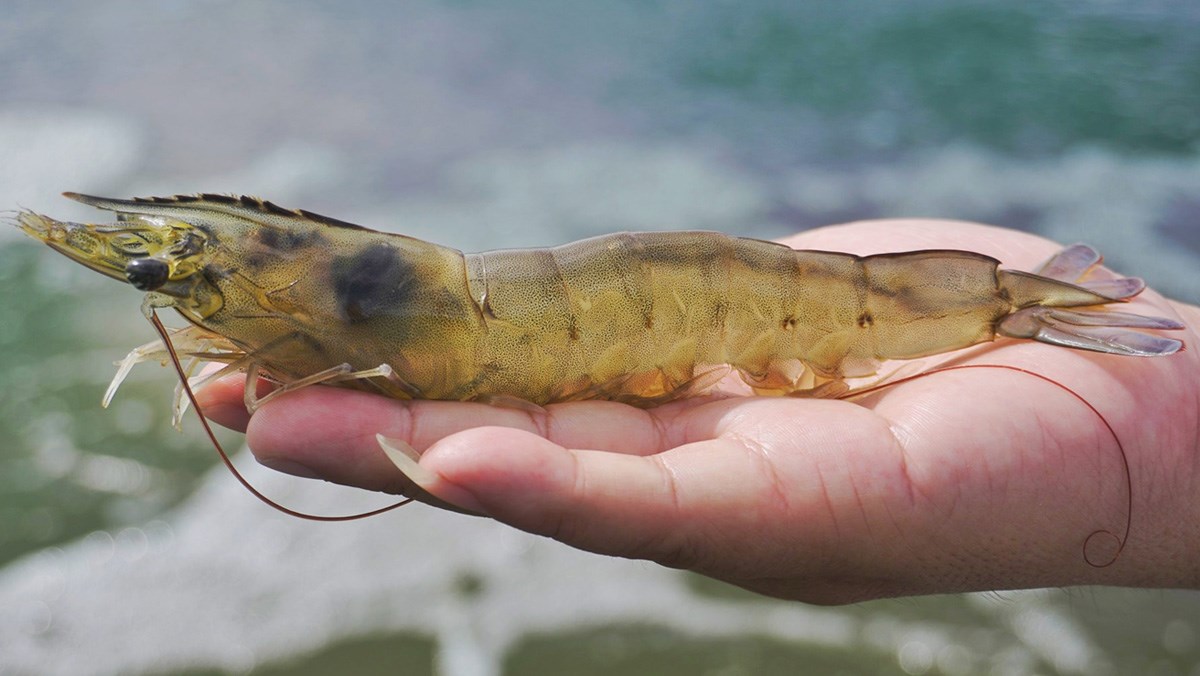 Thị trường tôm với giá cả tôm tươi có sự thay đổi theo từng ngày, từng mùa vụ