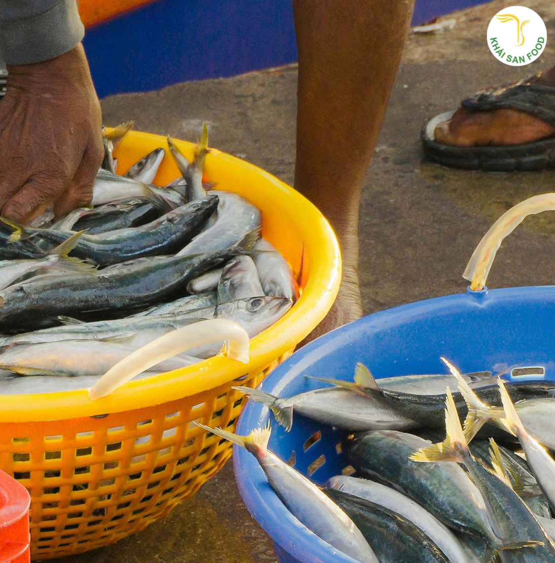 Cách nhận biết 4 loại hải sản tươi phổ biến