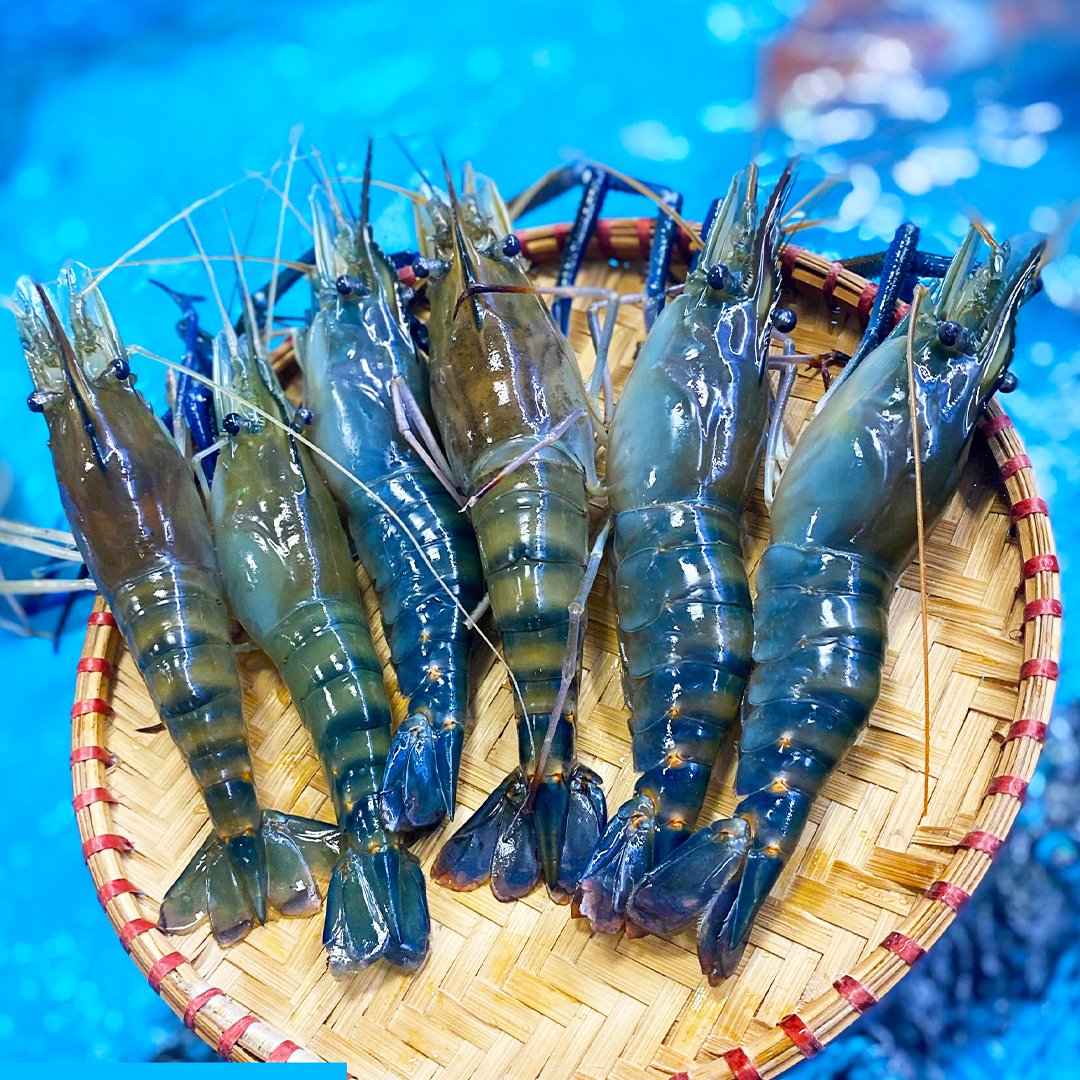 Giá các loại tôm tươi hùm, tôm sú, tôm rảo tươi sống