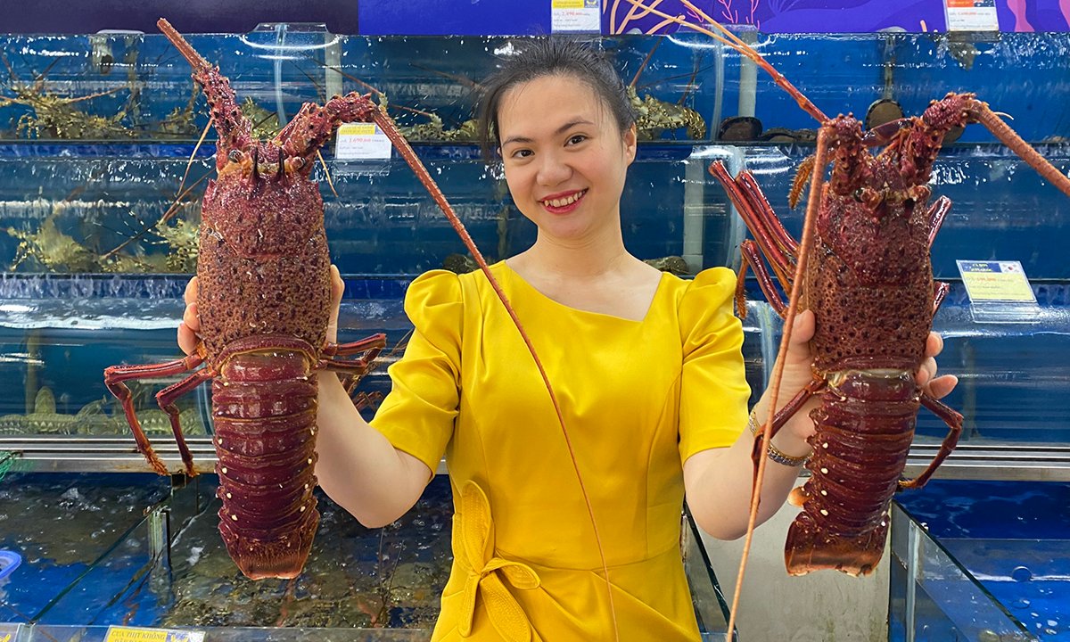 Giá tôm hùm tươi trên thị trường có sự biến động tuỳ vào mùa, kích cỡ